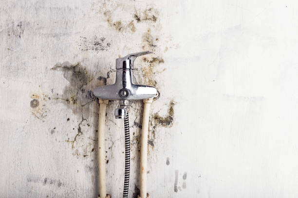 Best Toxic Mold Removal  in Tolleson, AZ