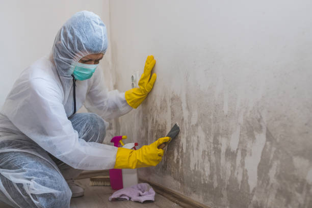 Mold Removal Process in Tolleson, AZ