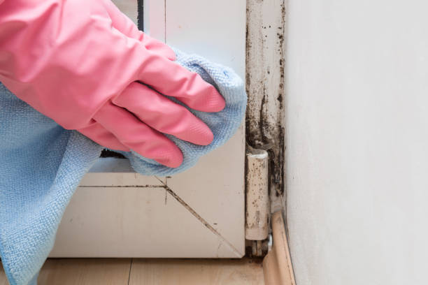 Best Mold Removal Process  in Tolleson, AZ